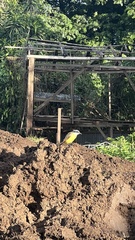 Pitangus sulphuratus