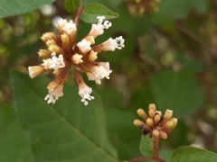 Pisoniella arborescens