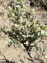 Atriplex confertifolia