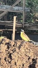 Pitangus sulphuratus