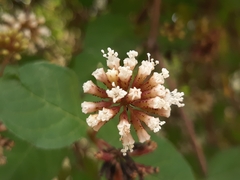 Pisoniella arborescens