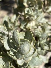 Atriplex confertifolia