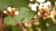Pisoniella arborescens