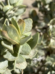 Atriplex confertifolia