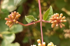 Pisoniella arborescens