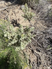 Atriplex confertifolia