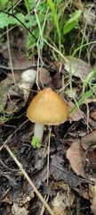 Pluteus leoninus