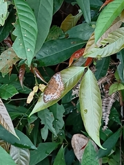 Tanaecia iapis