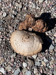 Neolentinus ponderosus