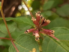 Pisoniella arborescens