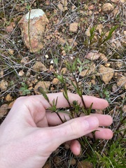 Opercularia vaginata