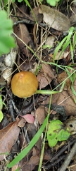 Pluteus leoninus
