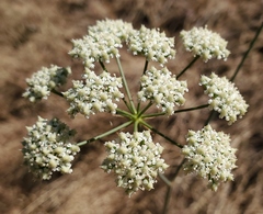 Perideridia kelloggii