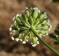 Perideridia kelloggii