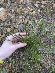 Opercularia vaginata