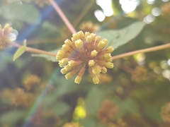 Pisoniella arborescens