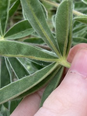 Lupinus cosentinii