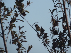 Saxicola stejnegeri
