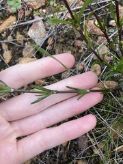 Opercularia vaginata