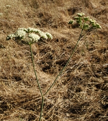 Perideridia kelloggii