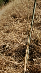 Perideridia kelloggii