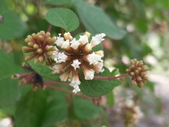 Pisoniella arborescens