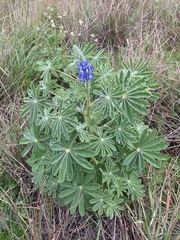 Lupinus cosentinii