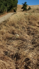 Perideridia kelloggii