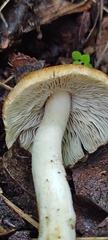 Pluteus leoninus