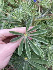 Lupinus cosentinii