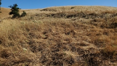 Perideridia kelloggii