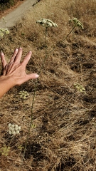 Perideridia kelloggii