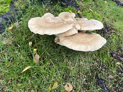 Lyophyllaceae