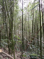 Bambusoideae