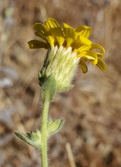 Heterotheca sessiliflora