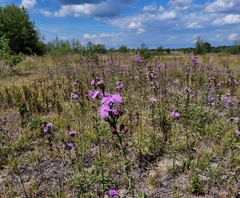 Liatris novae-angliae