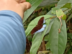 Tanaecia iapis