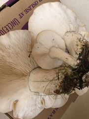 Lyophyllaceae