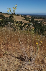 Heterotheca sessiliflora