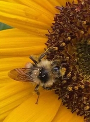 Bombus huntii