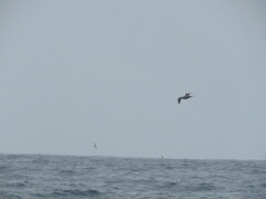 Stercorarius longicaudus