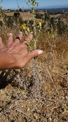 Heterotheca sessiliflora