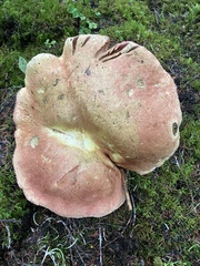Boletus smithii