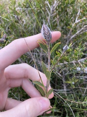 Melaleuca cowleyae
