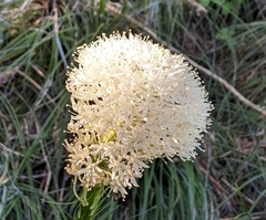 Xerophyllum tenax