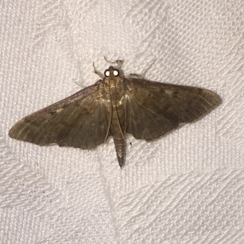 Herpetogramma sphingealis photo 5