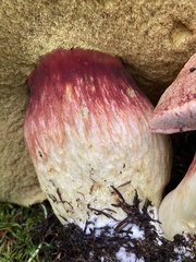 Boletus smithii