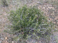 Melaleuca cowleyae
