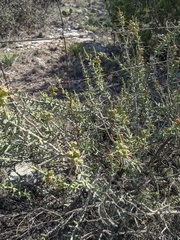 Cylindropuntia leptocaulis