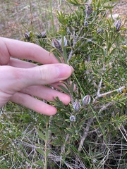 Melaleuca cowleyae